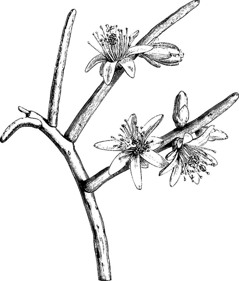 rhipsalis funalis årgång illustration. vektor