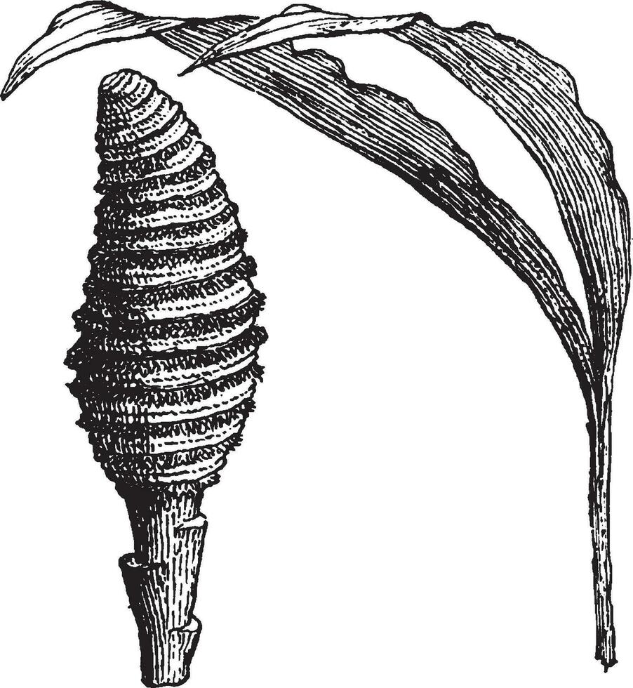 Cyclanthus Jahrgang Illustration. vektor