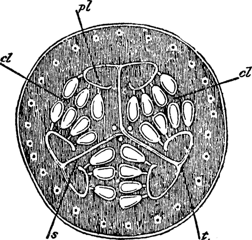 Kreuz Schnitt Aussicht von Melone Jahrgang Illustration. vektor