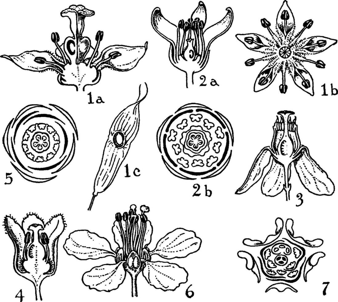 Aufträge von Simarubaceae, Schleimbeutelgewächse, Meliaceae, und Malpighiaceae Jahrgang Illustration. vektor