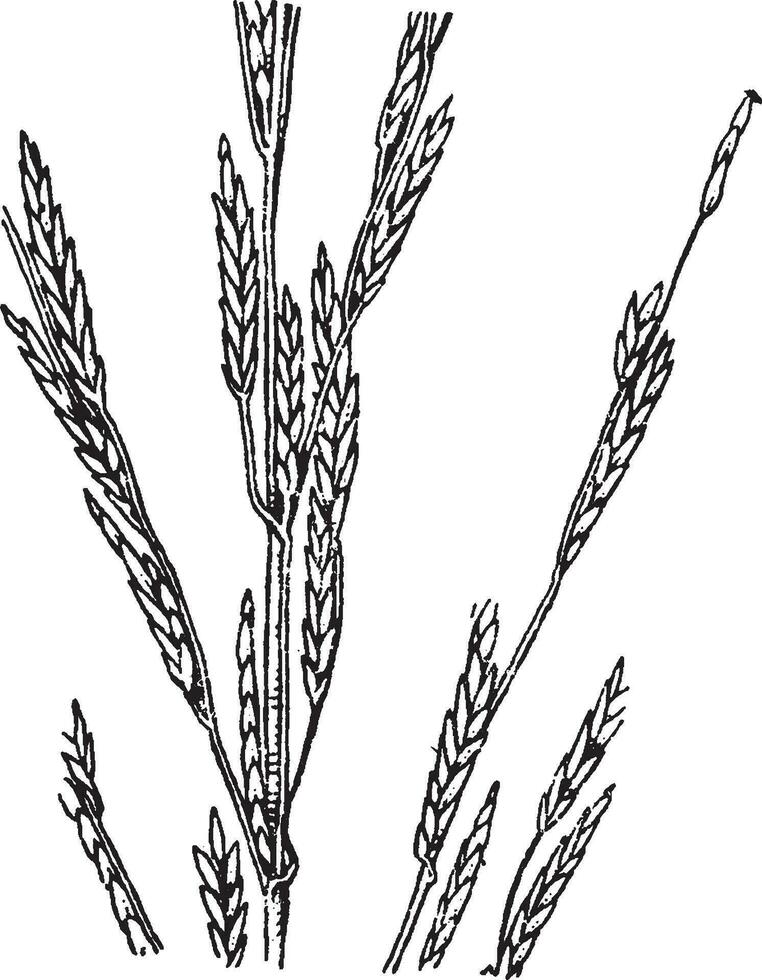 glyceria årgång illustration. vektor