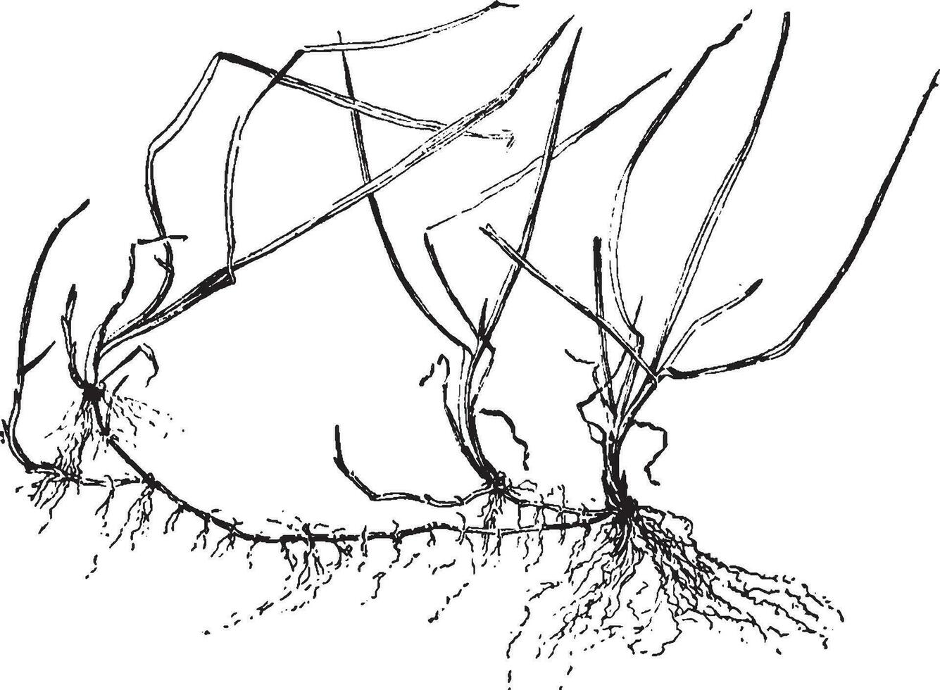 blå gräs årgång illustration. vektor