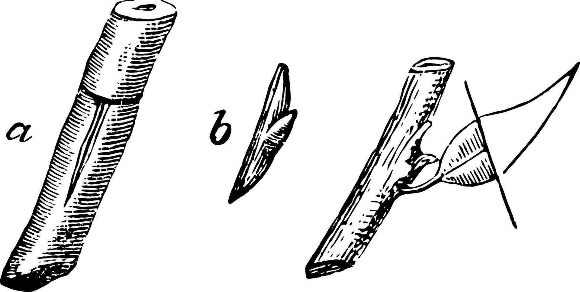 Schild Knospung Jahrgang Illustration. vektor