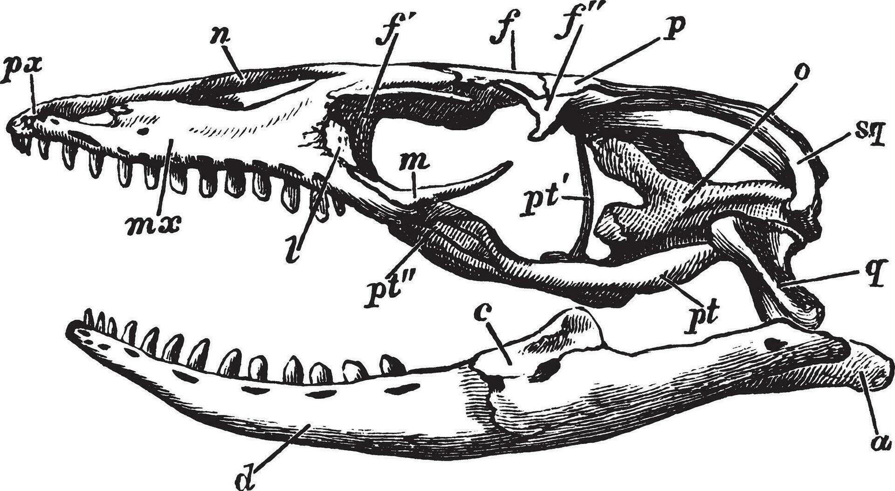 acrodont, årgång illustration. vektor