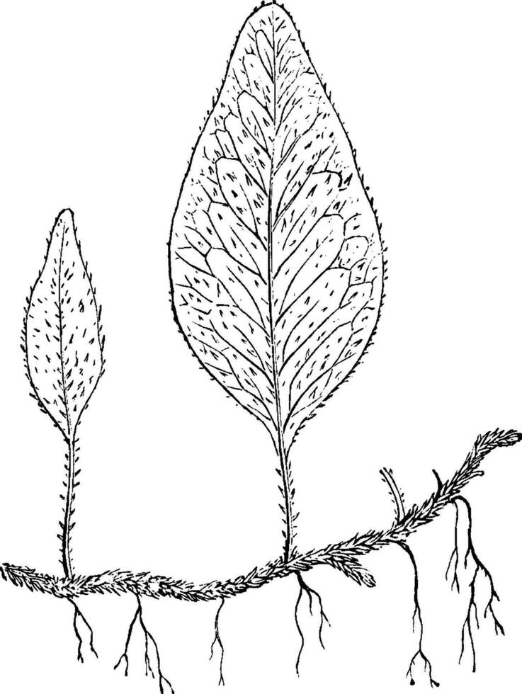 polypodium piloselloides årgång illustration. vektor