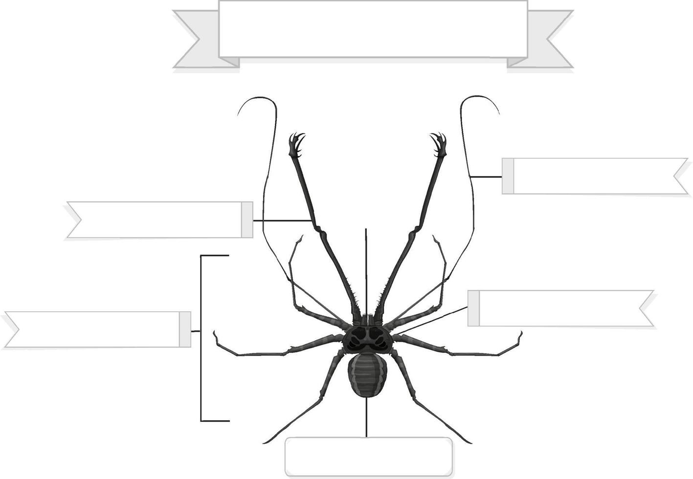 Arbeitsblatt zur äußeren Anatomie einer Peitschenspinne vektor