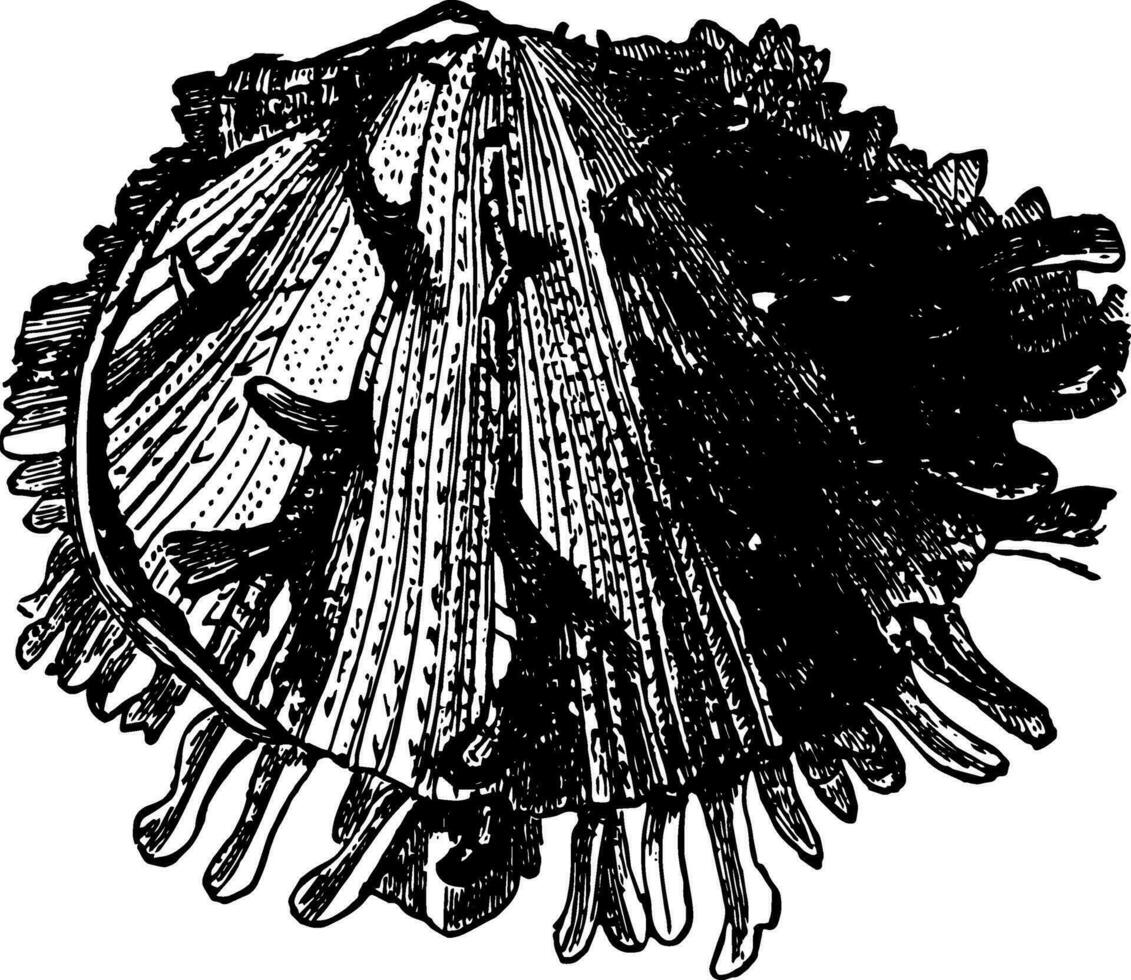 spondylus gaederopus årgång illustration. vektor
