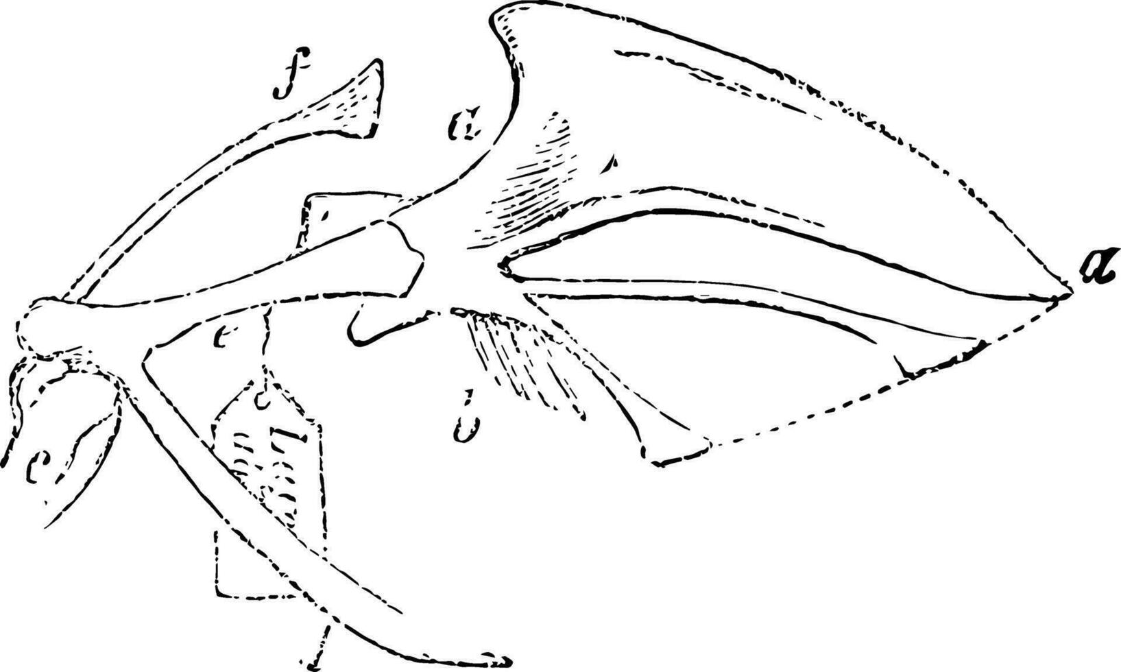 Weide Auerhahn Sternum Jahrgang Illustration. vektor