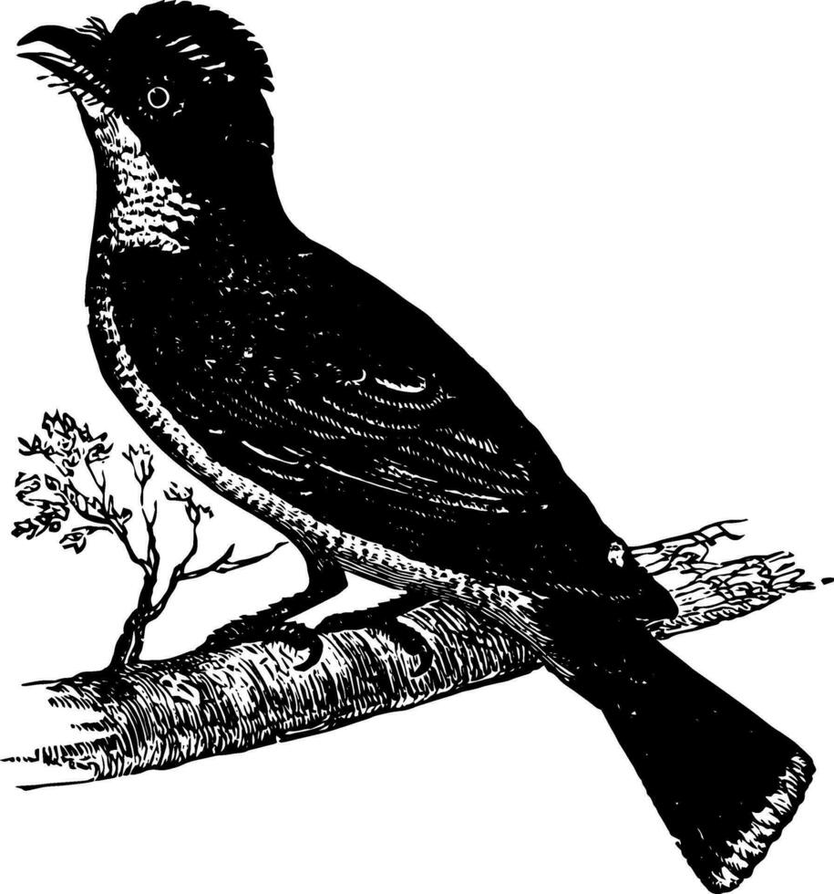 König Vogel Jahrgang Illustration. vektor