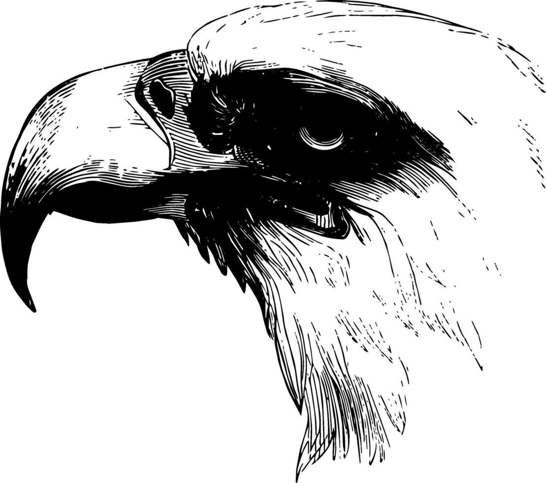 Kopf von ein kahl Adler Jahrgang Illustration. vektor