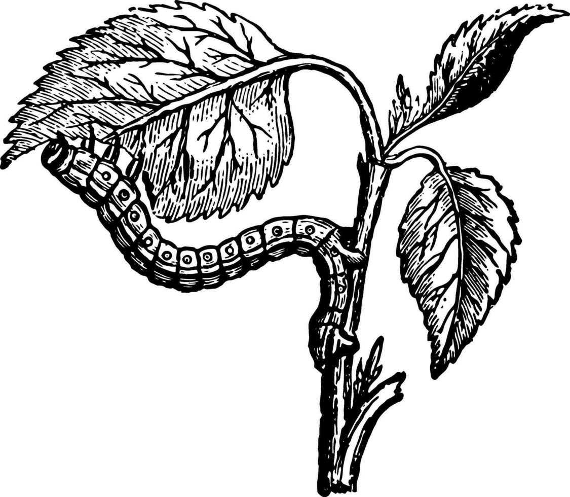 Looper Raupe Essen das Blätter von das Aprikose Jahrgang Illustration. vektor
