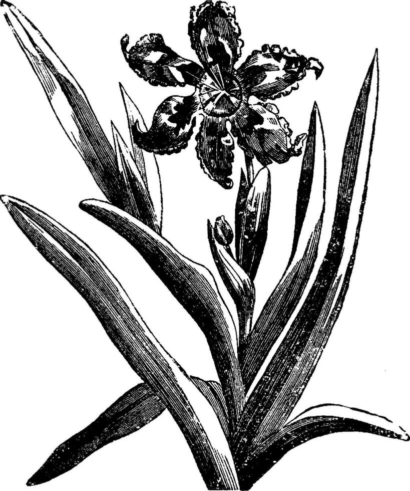 blommande, spika, ferraria, undulata, iridaceae, afrika, blommor, löv, sjunka, punkt årgång illustration. vektor