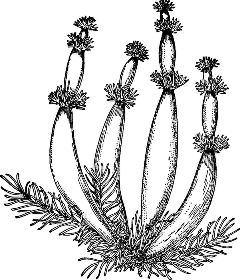 fjäderfolie, hottonia, inflata, diapensi, diapensiaceae årgång illustration. vektor