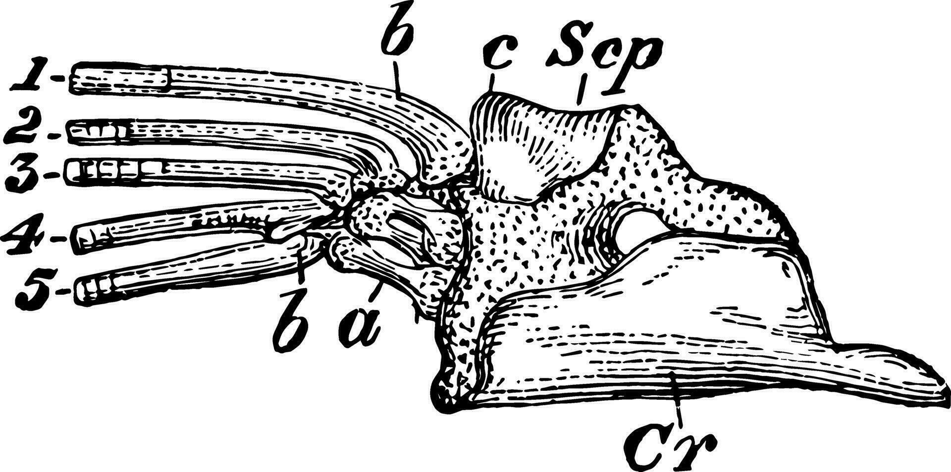 Pike Skapulokorakoid Jahrgang Illustration. vektor