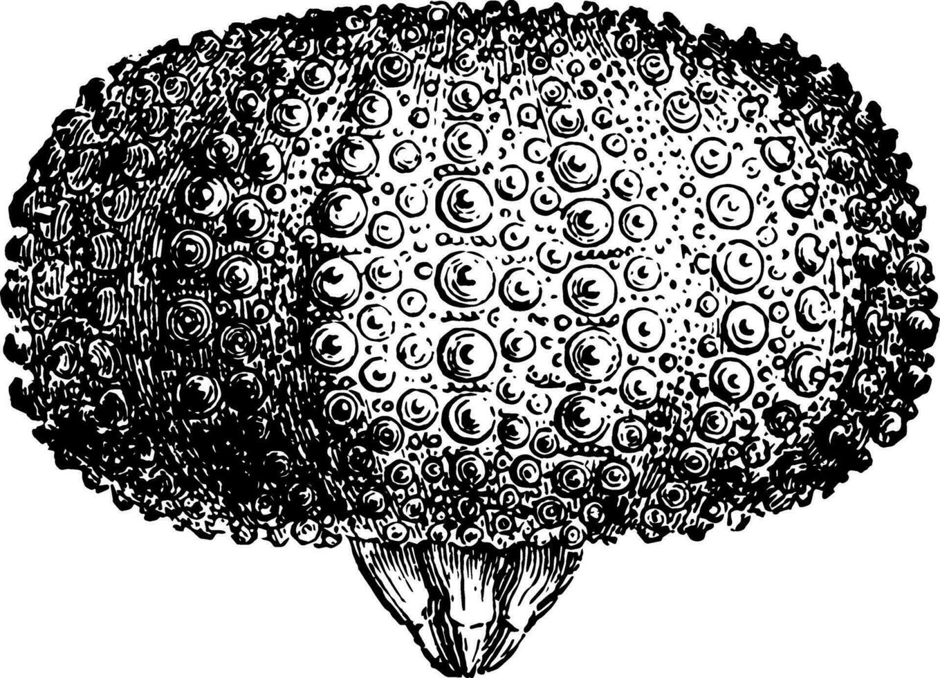 buckal armatur av näbb lividus årgång illustration. vektor