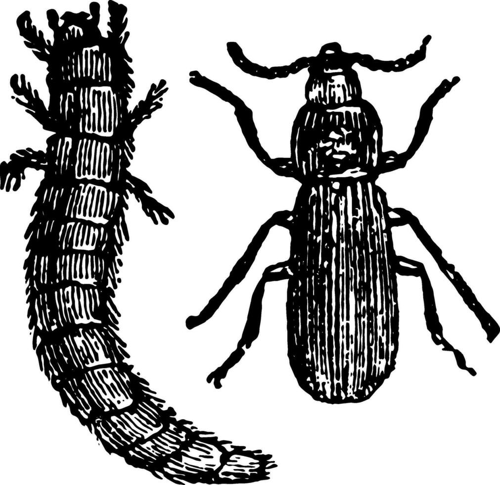 tenebrio molitor årgång illustration. vektor