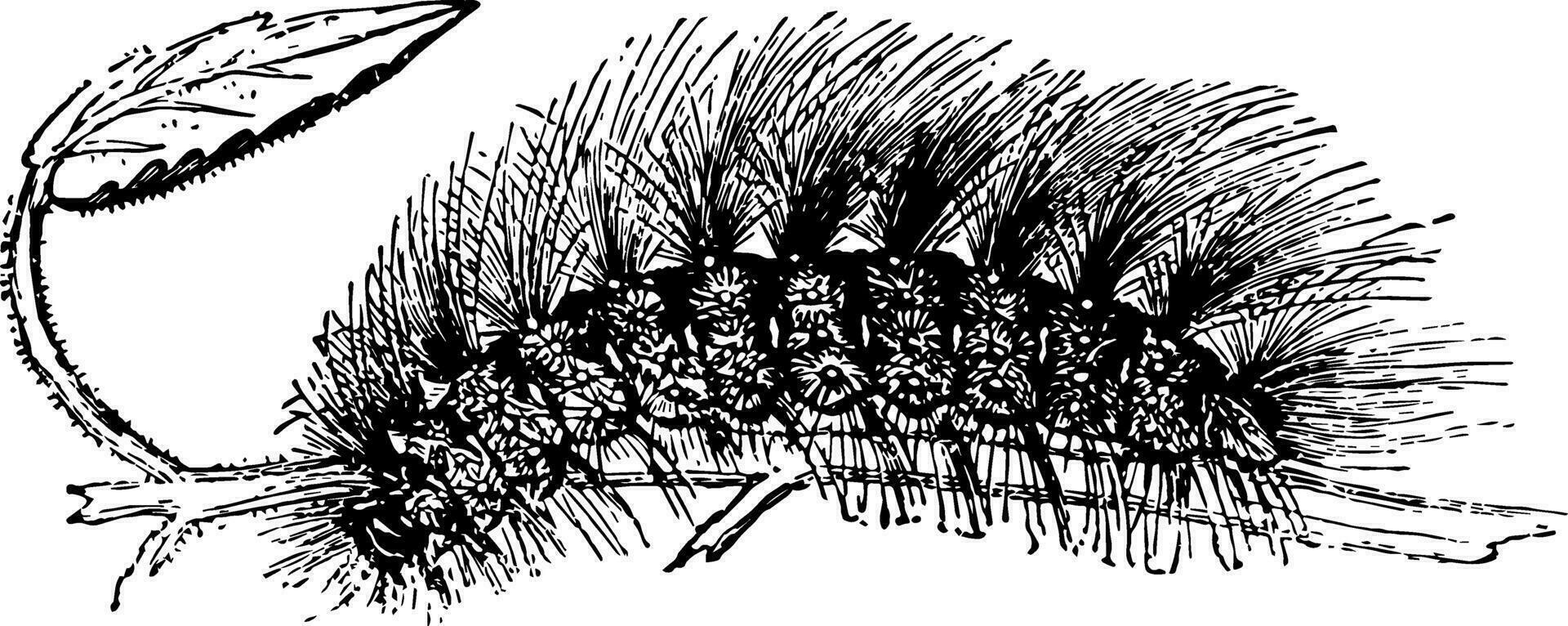 larv av chelonia caja årgång illustration. vektor