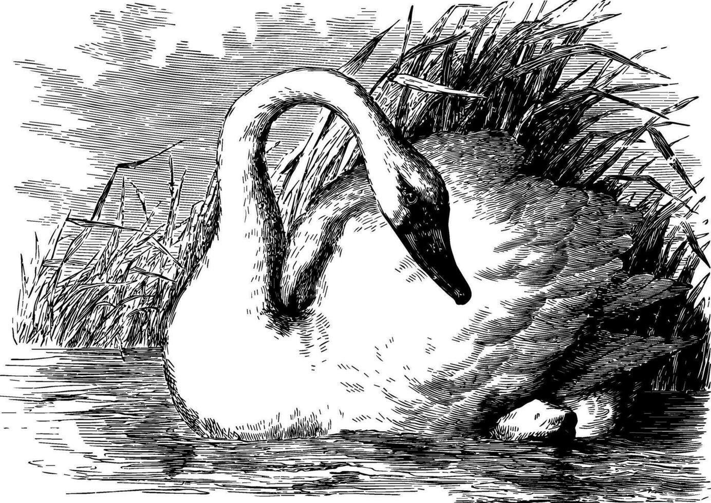 Pfeifen Schwan Jahrgang Illustration. vektor