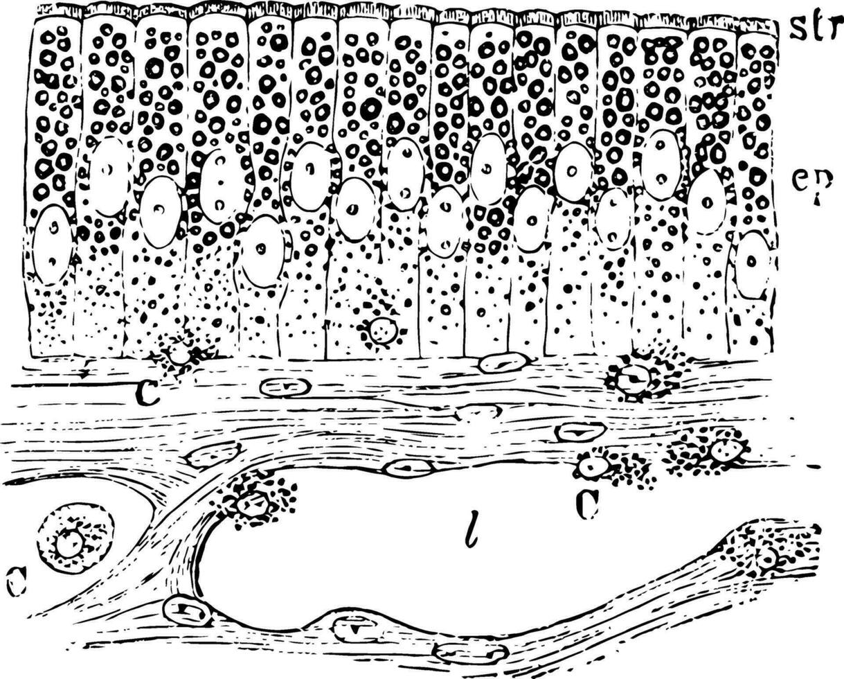 schleimig Membran von Frosch Darm Jahrgang Illustration. vektor