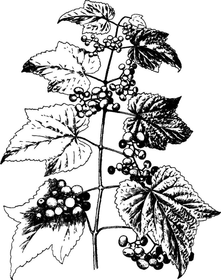 ampelopsis heterophylla mängd amurensis årgång illustration. vektor