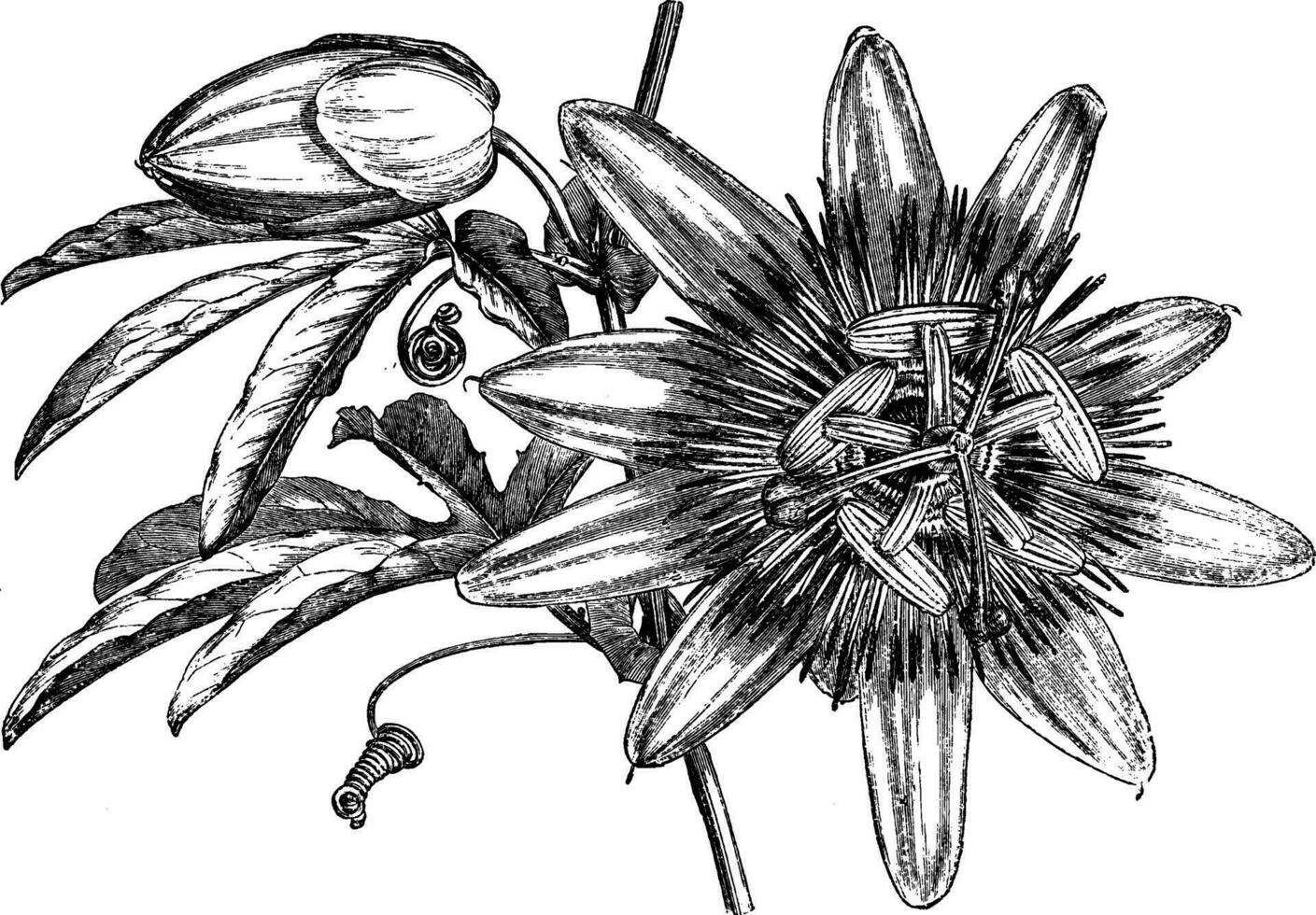 passiflora caerulea årgång illustration. vektor