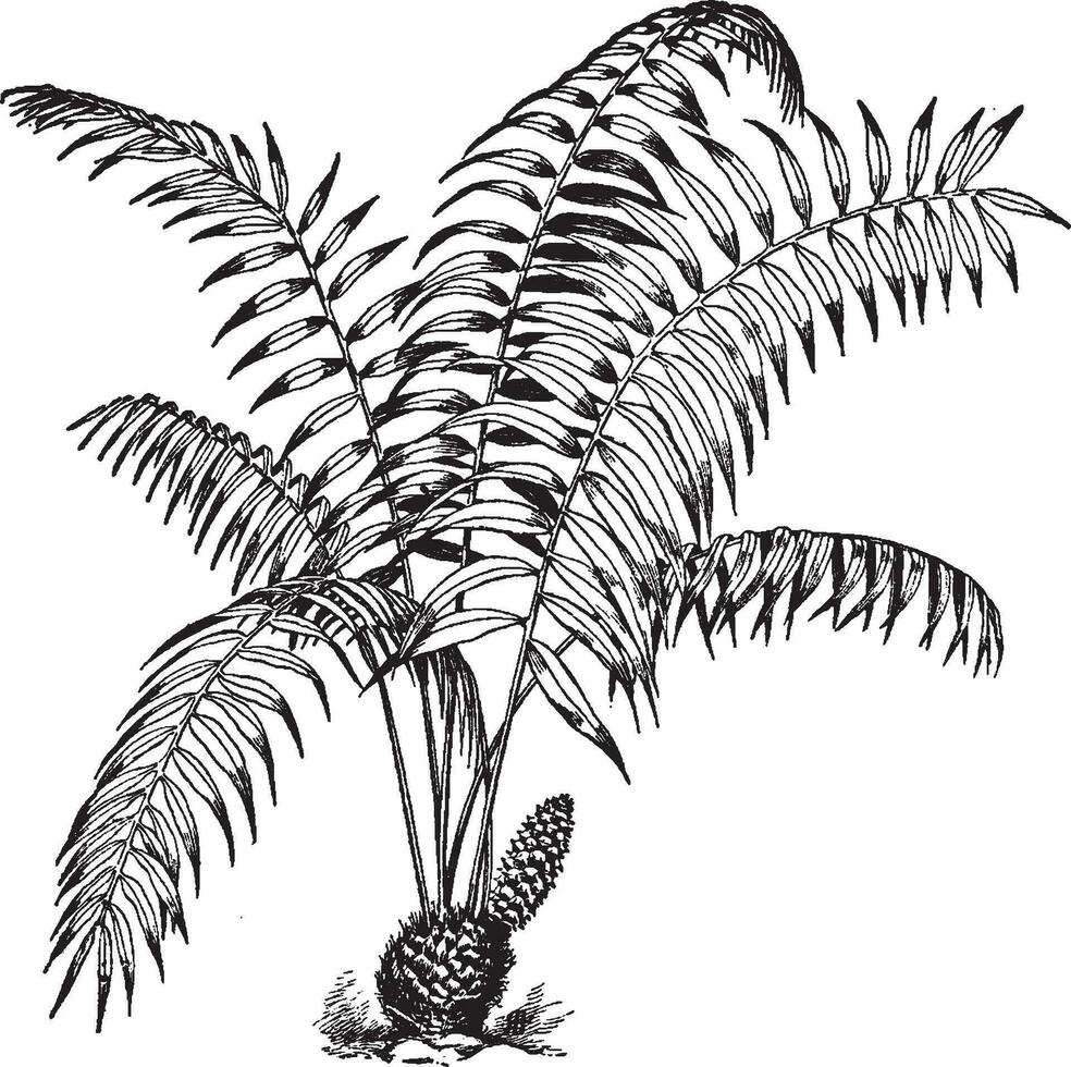 ceratosamia mexicana årgång illustration. vektor