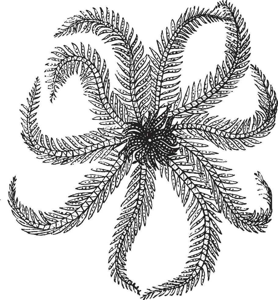 crinoid, vintage illustration. vektor