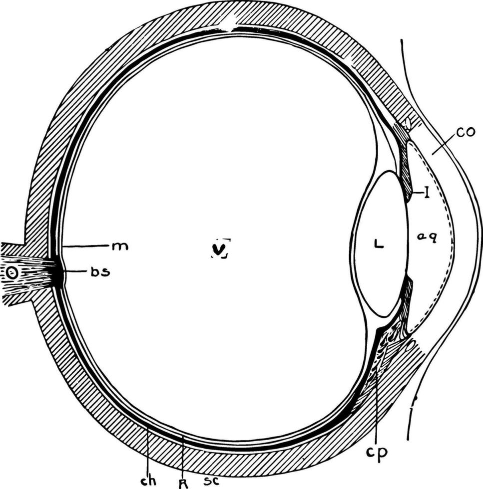 Auge Kreuz Abschnitt, Jahrgang Illustration. vektor