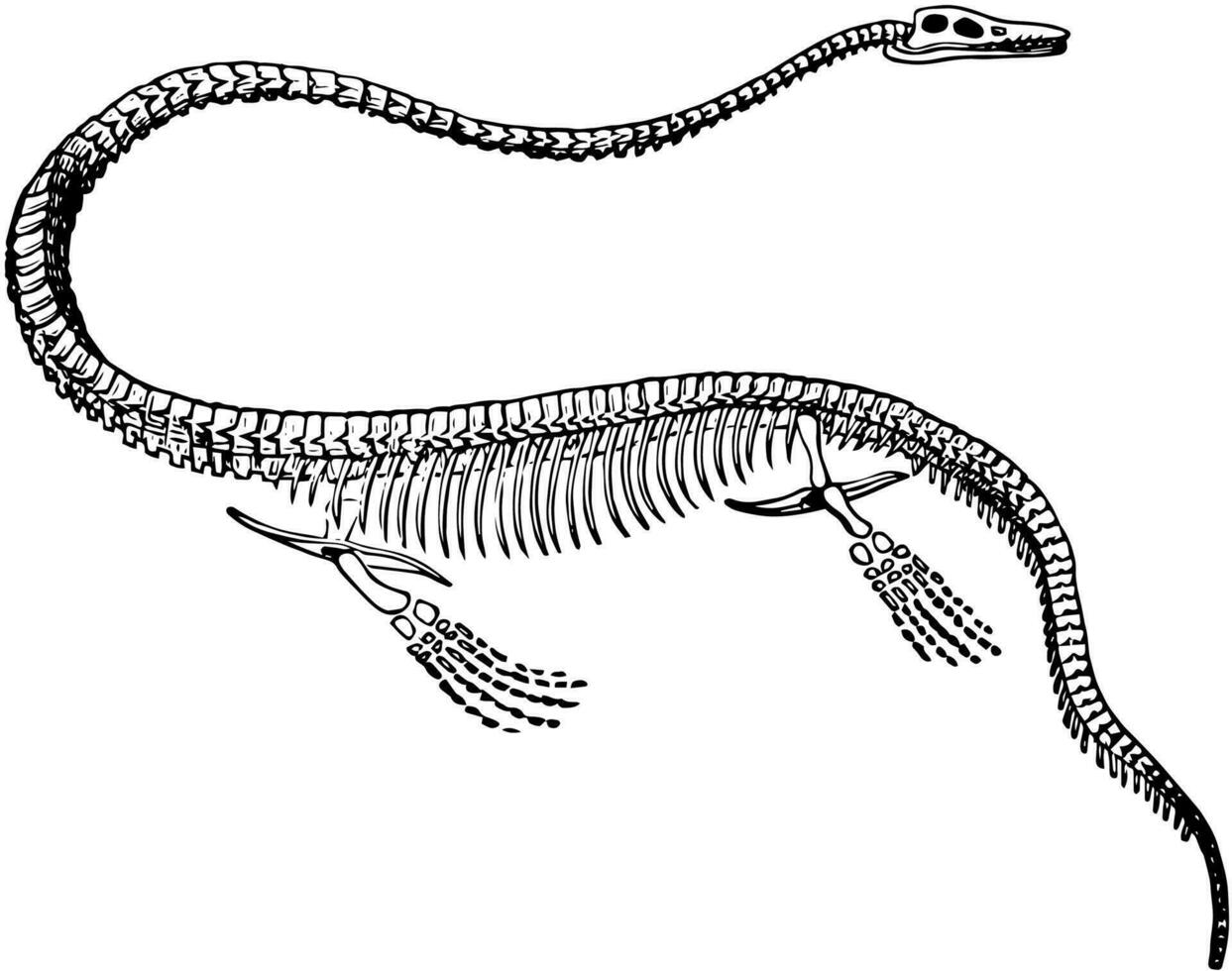 elasmosaurus skelett, årgång illustration. vektor