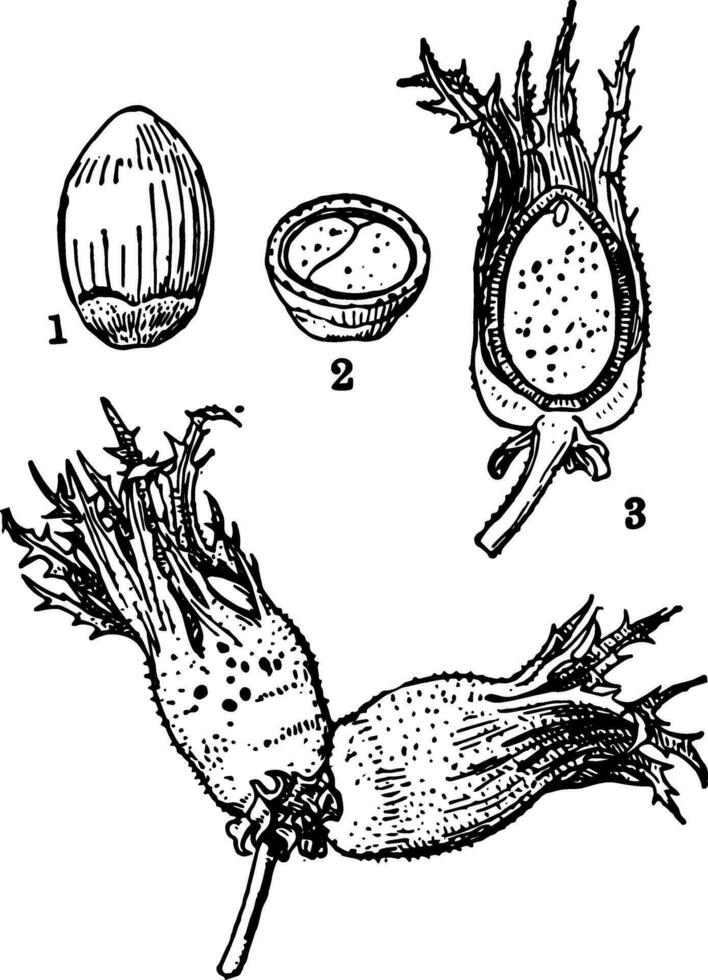 Cobnut Jahrgang Illustration vektor