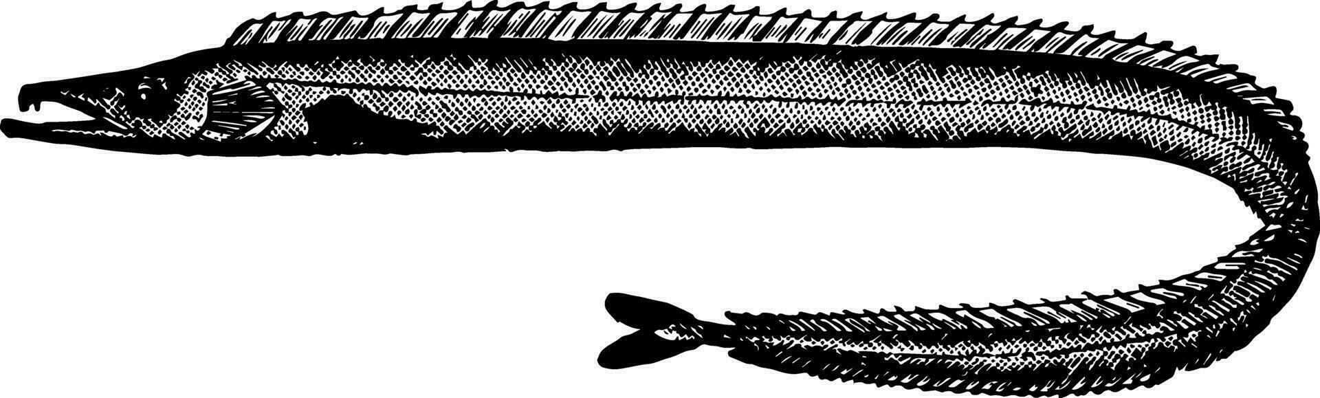 Silber Degenfisch Jahrgang Illustration. vektor