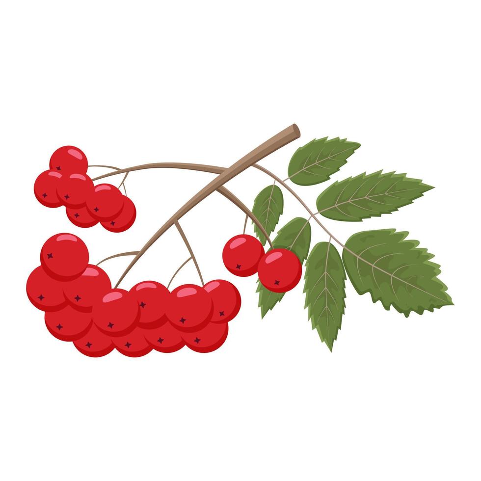 rönngren med gröna blad och röda bär. vektor illustration av en rönngren med ljusröda höstbär.