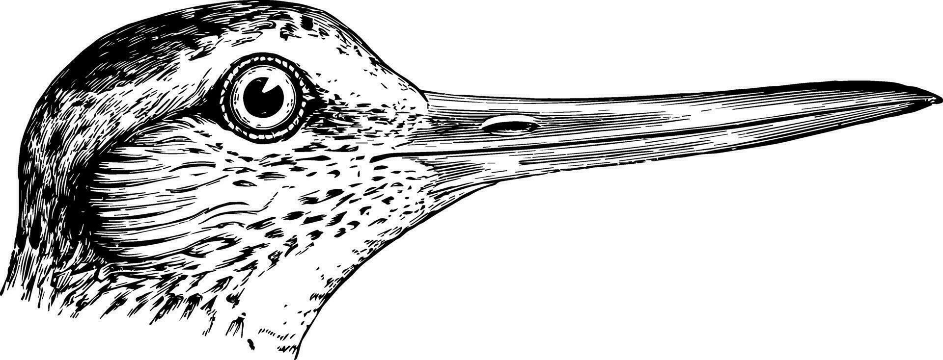 willet huvud årgång illustration. vektor