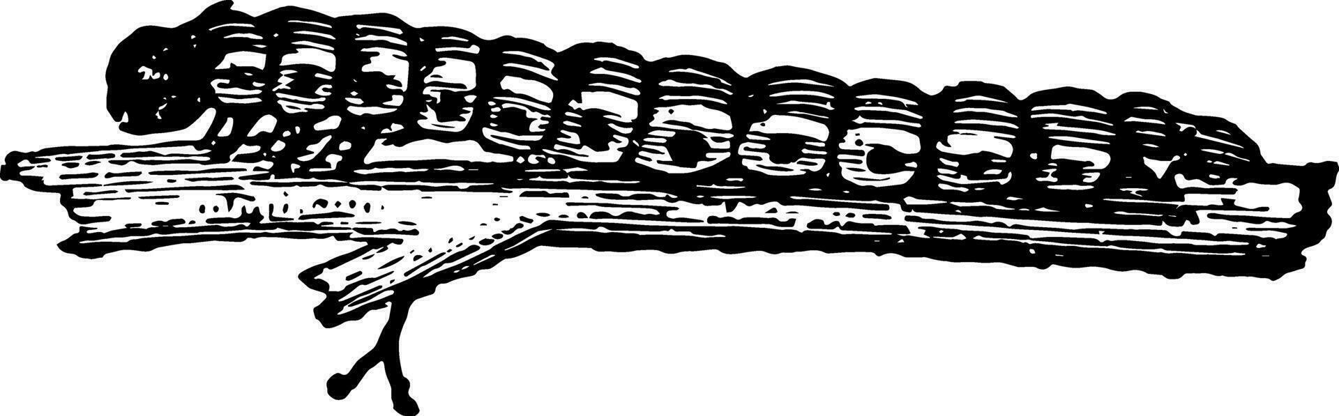 Looper Raupe beim voll Länge Jahrgang Illustration. vektor