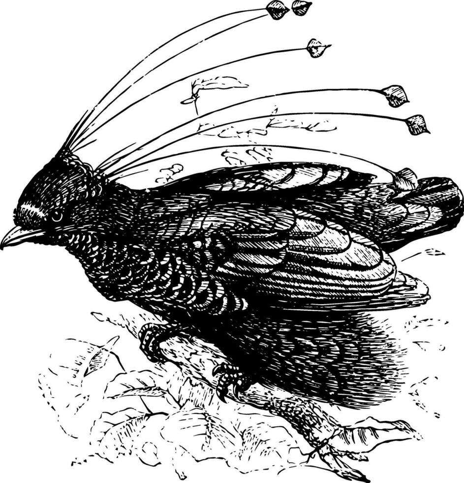 sechs verdrahtet Vogel von Paradies, Jahrgang Illustration. vektor