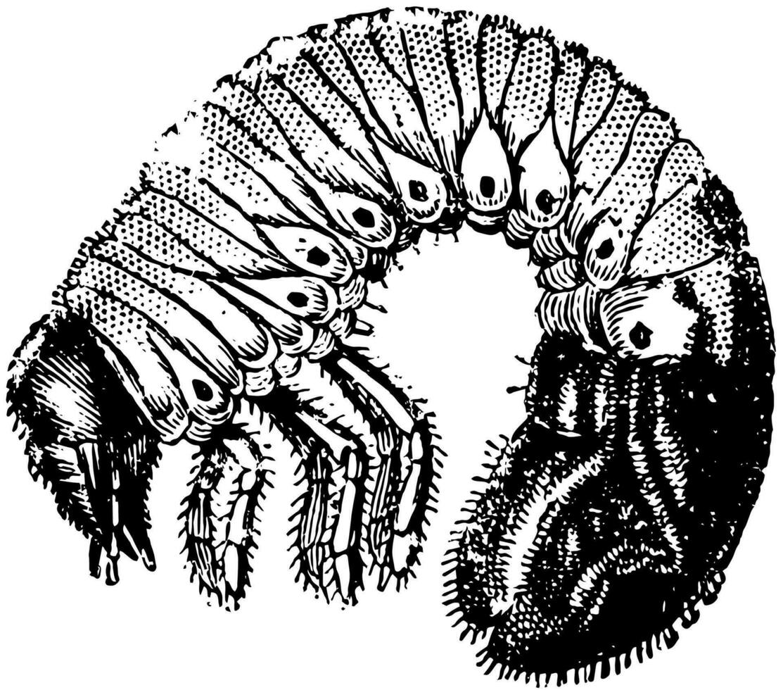 roden von das Maikäfer, Jahrgang Illustration. vektor