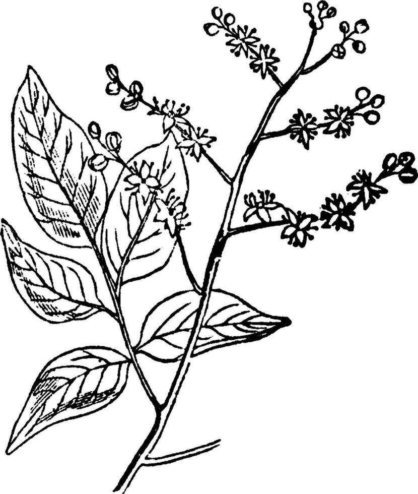 Copaiva Baum Jahrgang Illustration. vektor