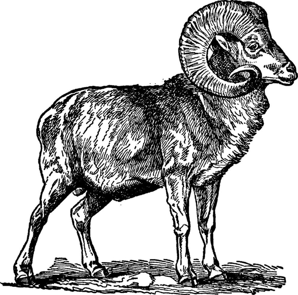 groß Horn Ziege, Jahrgang Illustration. vektor