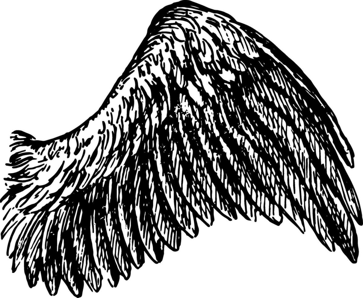 fågel vinge, årgång illustration. vektor