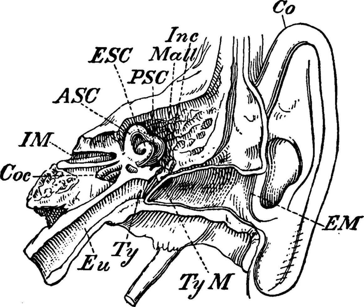 inre öra, årgång illustration. vektor