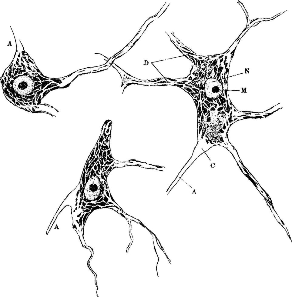 nervcell av spinal sladd, årgång illustration vektor