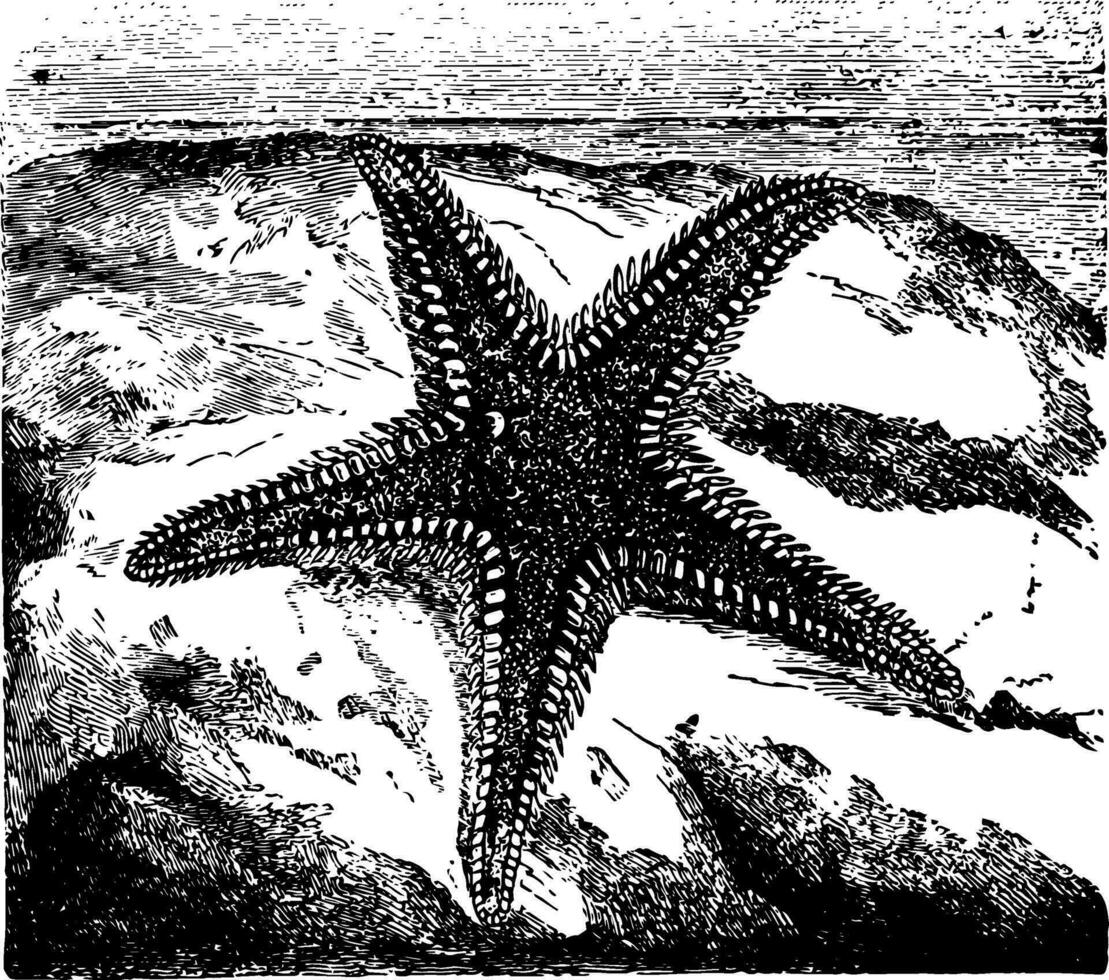 aserias aurantiaca årgång illustration. vektor