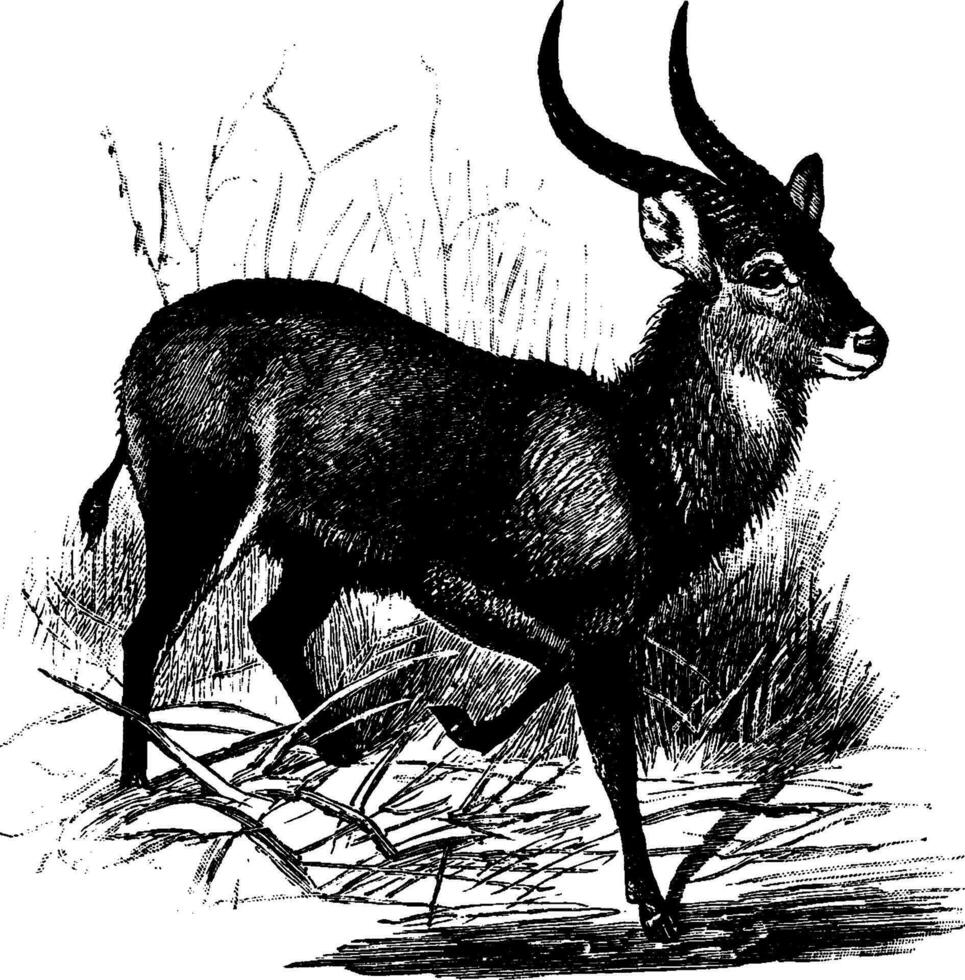 kobus sjunga sjunga antilop, årgång illustration. vektor
