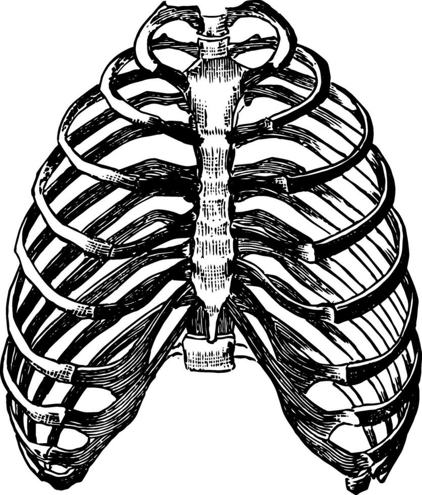 knochig Wände von das Thorax, Jahrgang Illustration. vektor