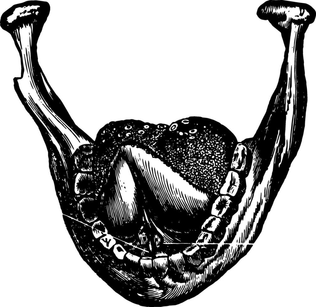Kiefer Knochen und Zunge, Jahrgang Illustration. vektor