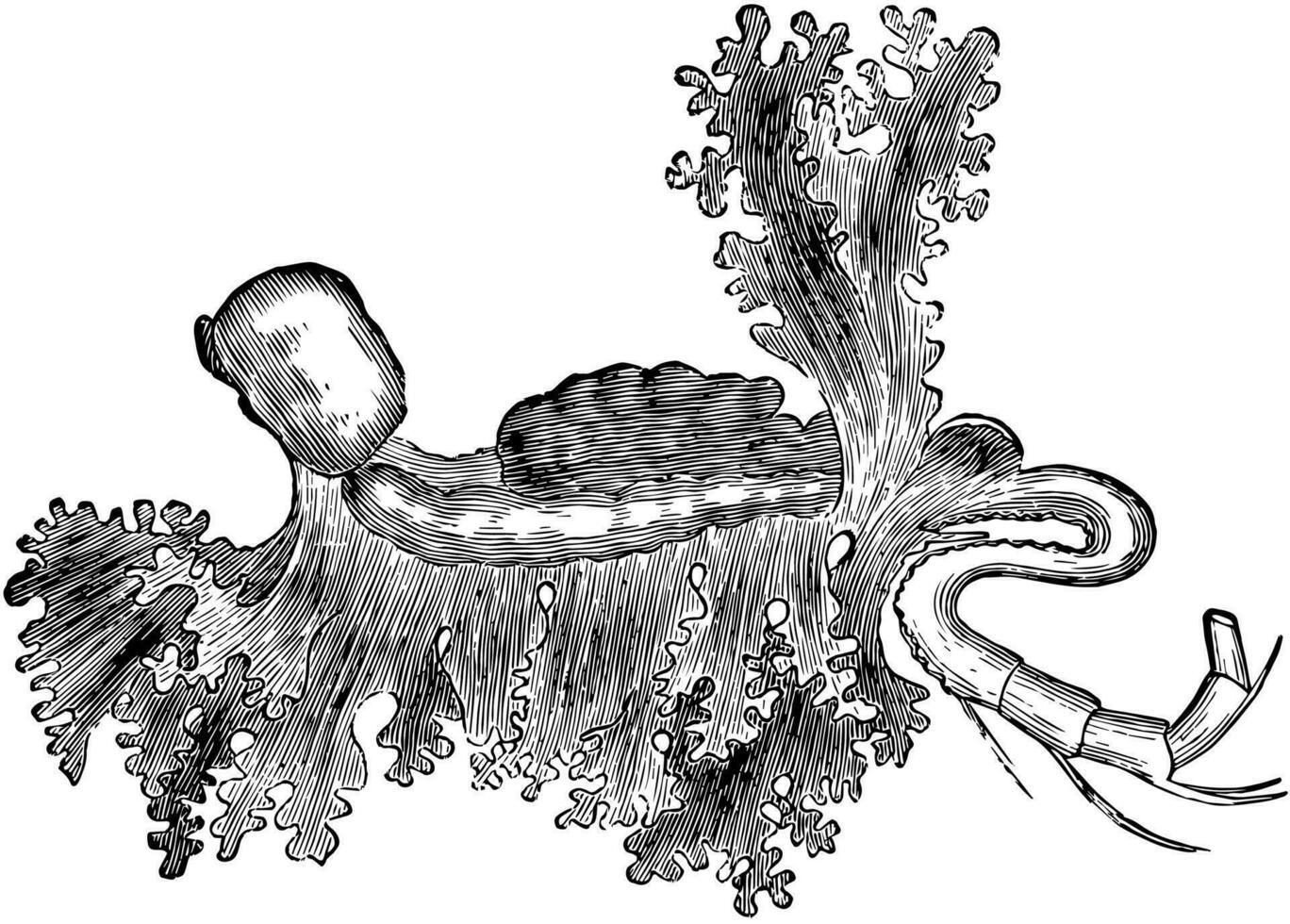 parasitär Assel, Jahrgang Illustration. vektor