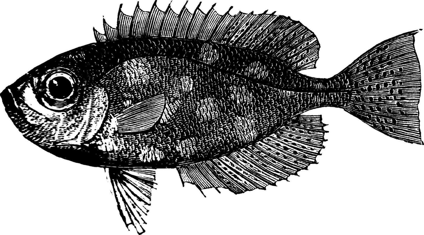 großes Auge, Jahrgang Illustration. vektor