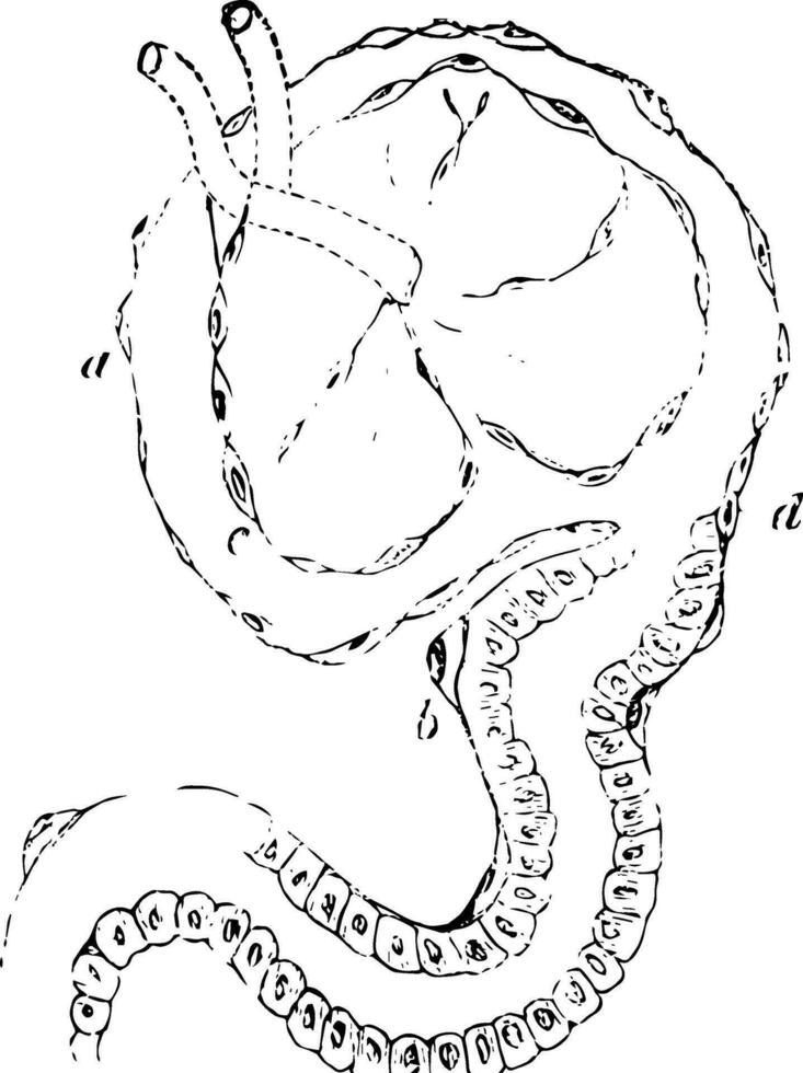 epithelial Elemente von ein Malpighian Kapsel, Jahrgang Illustration. vektor