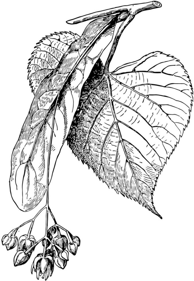 tilia americana årgång illustration. vektor