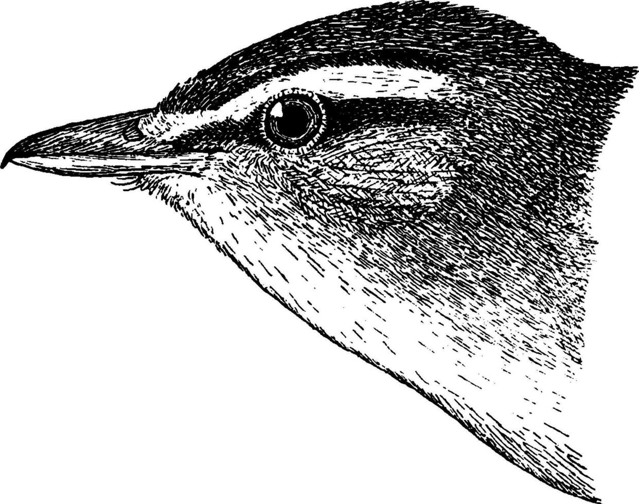 röd ögon vireo, årgång illustration. vektor